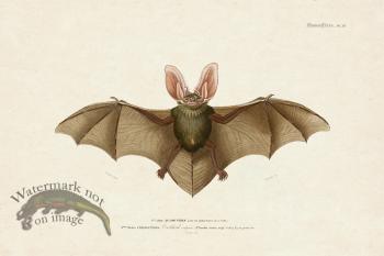 FNH 24 Brown Long Earred Bat